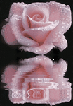 pic for Rose  222x320